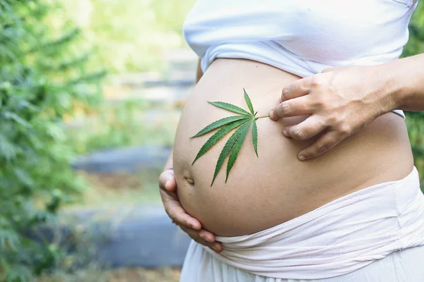CBD kültüründe hamile bir kadın karnında taze bir yaprak tutuyor..