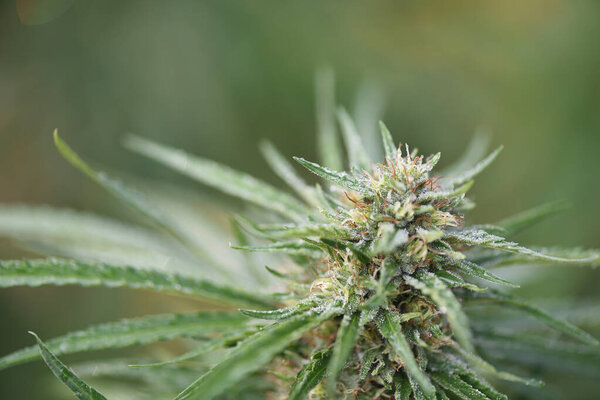 Macro detail of CBD plant flower in outdoor cultivation, natural background with copy space.