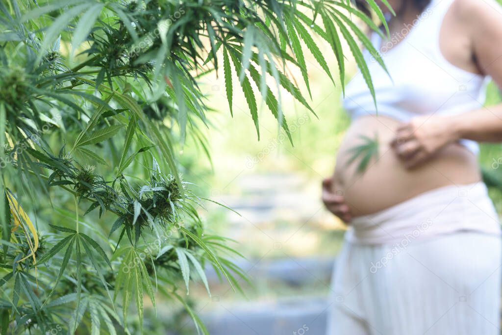Outdoor cultivation of CBD with a pregnant woman with an unfocused background.
