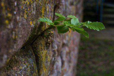 Almanya 'da antik bir manastırın kalıntıları, yazın Limburg' da bir yer.