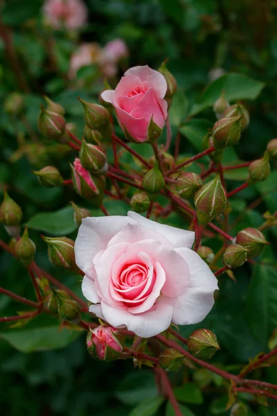 Weiße Rose Garten Aus Nächster Nähe — Stockfoto