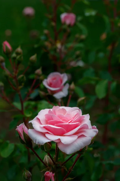 Weiße Rose Garten Aus Nächster Nähe — Stockfoto