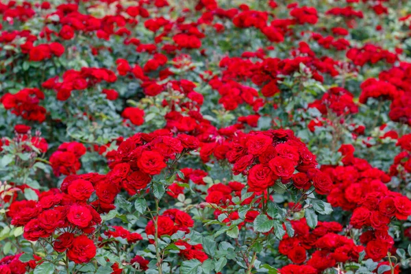 Belas Rosas Vermelhas Jardim — Fotografia de Stock