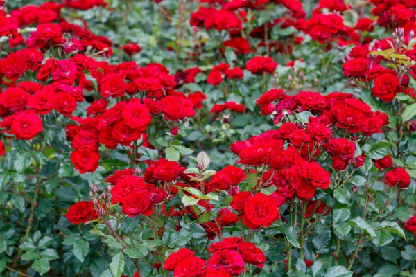 Schöne Rote Rosen Garten — Stockfoto