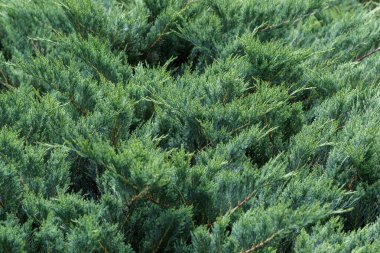Arkaplan Resimleri için Yeşil Yaşayan Duvar Kullanışlı