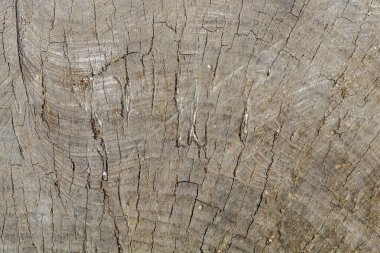 Eski Yıpranmış Çatlak Ahşap Dokular Arkaplan Resmi için Kullanışlı ya da Resim Olarak Kullanılabilir