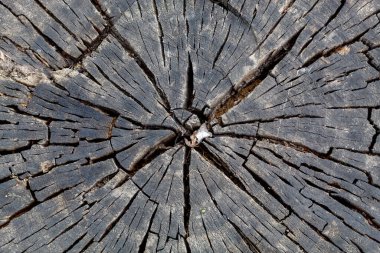 Eski Yıpranmış Çatlak Ahşap Dokular Arkaplan Resmi için Kullanışlı ya da Resim Olarak Kullanılabilir