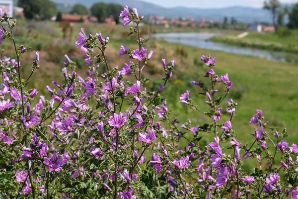 Purple Wild Flowers Close Up With River, Settlement and Mountains in The Background