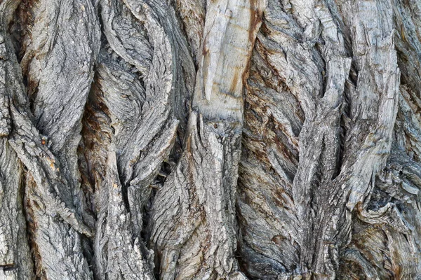 Träd Bark Textur Närbild Textur Användbart Som Bakgrundsbild Eller Som — Stockfoto
