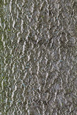 Ağaç Kabuğu Dokusunu Kapat. Desen, Arkaplan Resmi ya da Resim Örtülmesi Olarak Kullanışlıdır