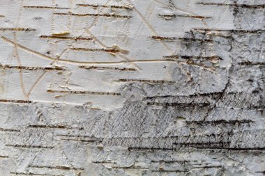 Huş Ağacı Ağacı Kabuğu Dokusunu Kapat. Arkaplan Resmi ya da Üstüste koymak için Kullanışlı Desen