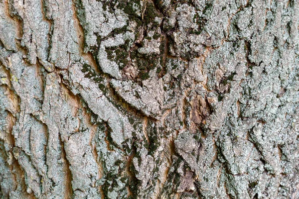 Textura Corteza Árbol Cerca Textura Útil Como Imagen Fondo Como —  Fotos de Stock