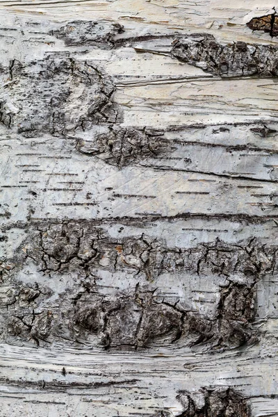 Birch Tree Bark Texture Van Dichtbij Textuur Handig Voor Achtergrond — Stockfoto