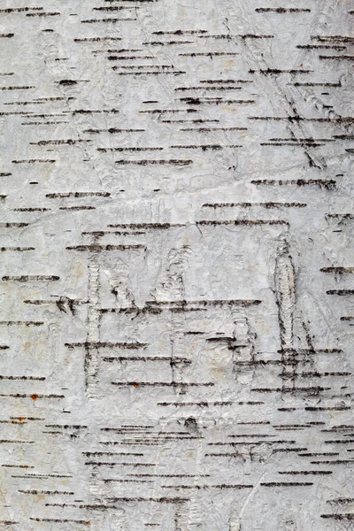 Huş Ağacı Ağacı Kabuğu Dokusunu Kapat Arkaplan Resmi Üstüste Koymak — Stok fotoğraf
