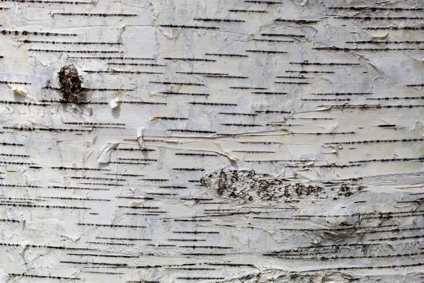 Birch Tree Bark Texture Close Textura Útil Para Imagem Fundo Fotos De Bancos De Imagens Sem Royalties