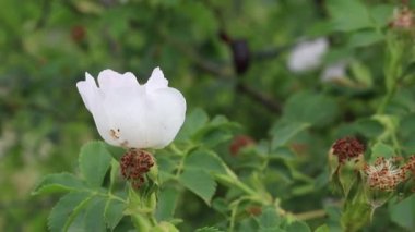 Rüzgâr Tarlada Sallanıyor Sweetbrier Çiçeği