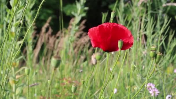 Ανεμοστρόβιλος Poppie Flower Στο Πεδίο — Αρχείο Βίντεο