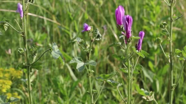 Vinden Skakar Vilda Violetta Blommor Fältet — Stockvideo