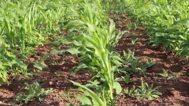 Wind Schudden Kleine Maïs Planten Het Voorjaar — Stockvideo