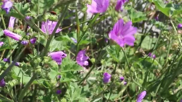 Vinden Skakar Vilda Violetta Blommor Fältet — Stockvideo