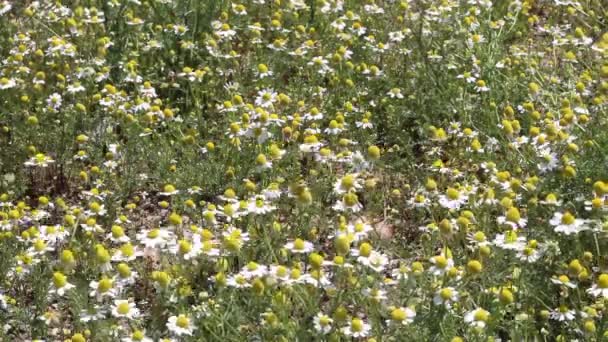 Wind Schüttelt Gänseblümchen Auf Dem Feld — Stockvideo