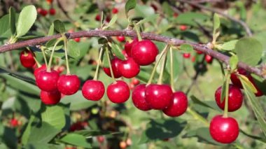 Rüzgârın salladığı kiraz dalında neredeyse olgun meyveler var.
