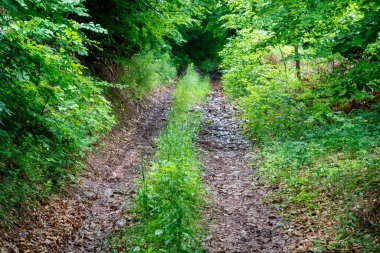 Derin Dağ 'daki toprak yol kısmen otla kaplı.