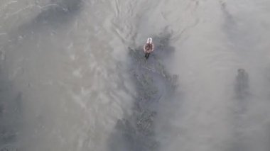 Vahşi ördek nehirde otluyor.