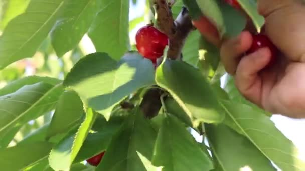 Αντρικό Χέρι Που Συλλέγει Γλυκά Φρούτα Κεράσι — Αρχείο Βίντεο