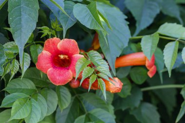 Güzel Kırmızı Çiçekler Yaklaş