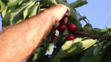 Erkek El Kiraz Meyveleri Topluyor