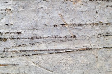 Söğüt Ağacı Kabuğu Dokusunu Kapat