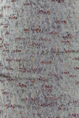 Ağaç kabuğu dokusu kapat