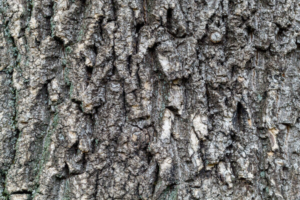 Tree Bark Texture Close Up