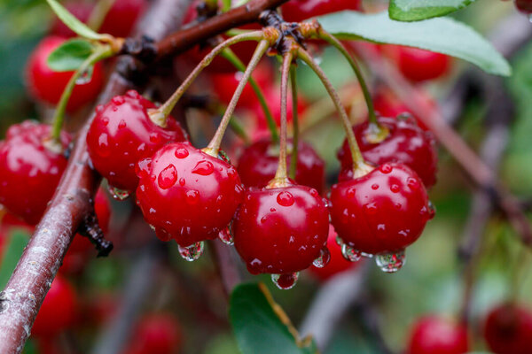 Close Up Red Ripe Cherries with Water Drops
