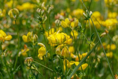 Sarımsı Vahşi Çiçekler Kapatın