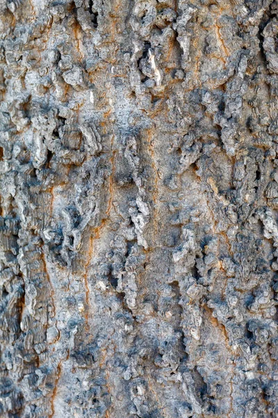 背景やオーバーレイに便利な木の樹皮のテクスチャ — ストック写真