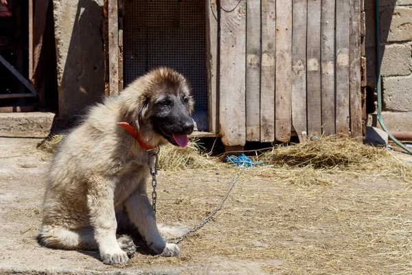 Sarplaninac Çoban Köpeğinin Şirin Yavrusu