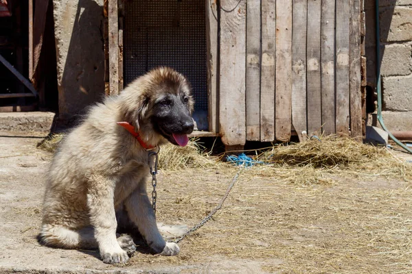 Sarplaninac Çoban Köpeğinin Şirin Yavrusu Telifsiz Stok Fotoğraflar