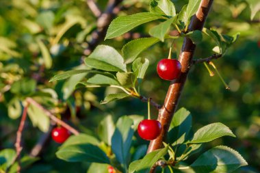 Olgun kirazlar dalda