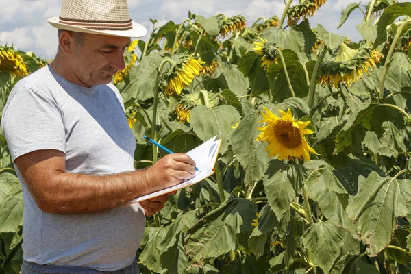 Jordbrukare Håller Anteckningsbok Och Penna Tar Anteckningar Solrosfält Stockbild