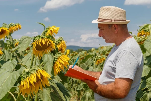 Jordbrukare Håller Anteckningsbok Och Penna Tar Anteckningar Solrosfält Royaltyfria Stockbilder