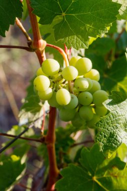 Üzüm bağında Olgunlaşmamış Üzüm