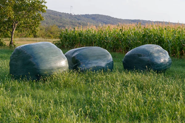 Bales Wrapped in Plastic For Long Lasting. Scene From Small Serbian Farm Property