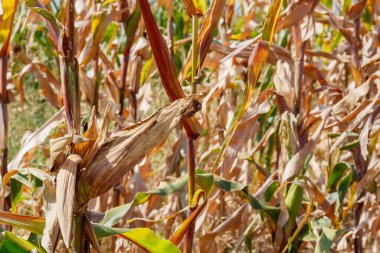 Mısır Tarlasında Olgun Mısır 