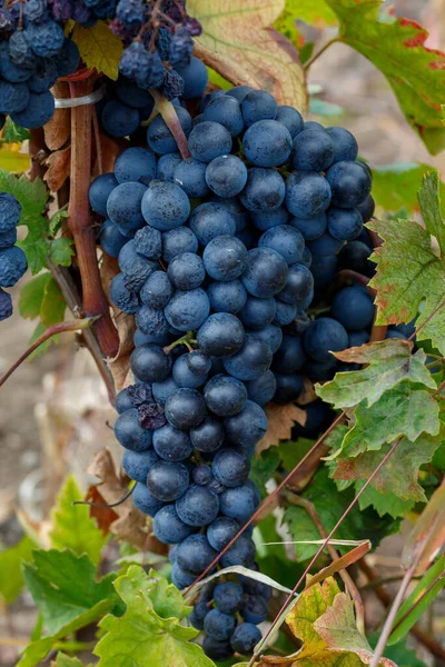 Closeup Black Grape Vineyard — Stock Photo, Image