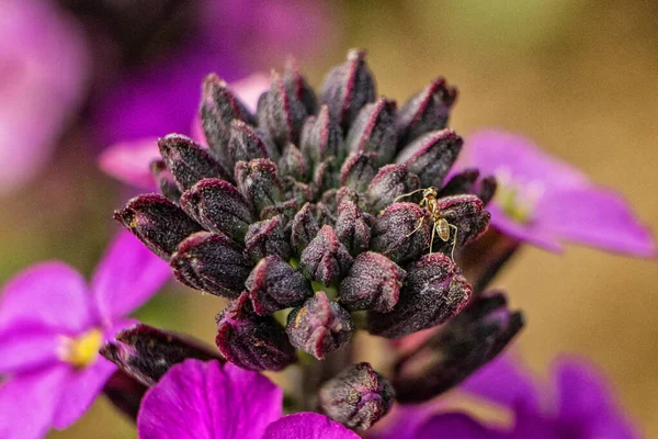 Macro Flower Ant — Stock Photo, Image