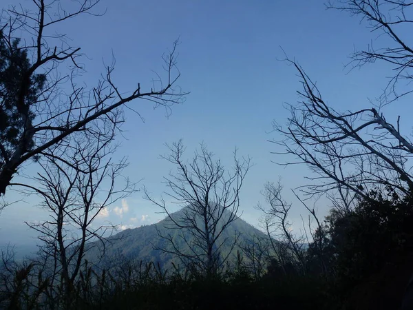 Sylwetka Drzewa Góry — Zdjęcie stockowe