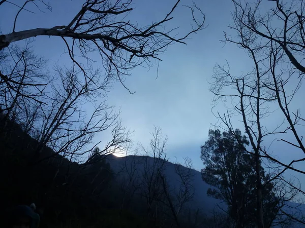 Silhouette Albero Montagna — Foto Stock