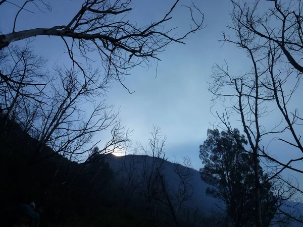 Silhouette Von Baum Und Berg — Stockfoto